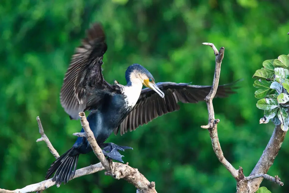 Botswana_Drotzkys_117.jpg