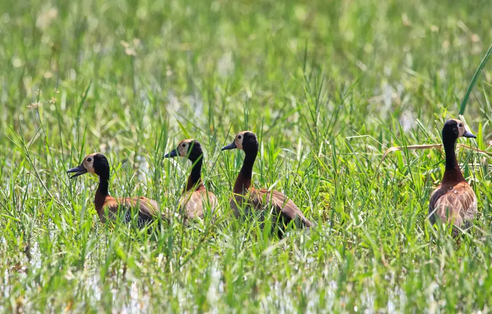 Botswana_Drotzkys_119.jpg
