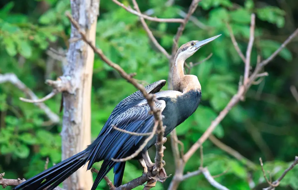 Botswana_Drotzkys_120.jpg