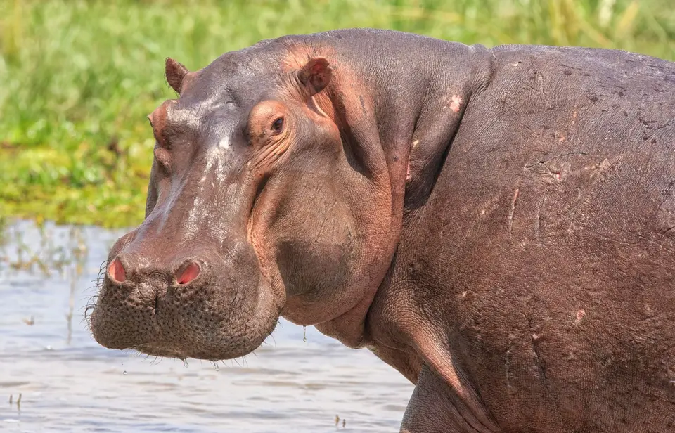 Botswana_Drotzkys_128.jpg