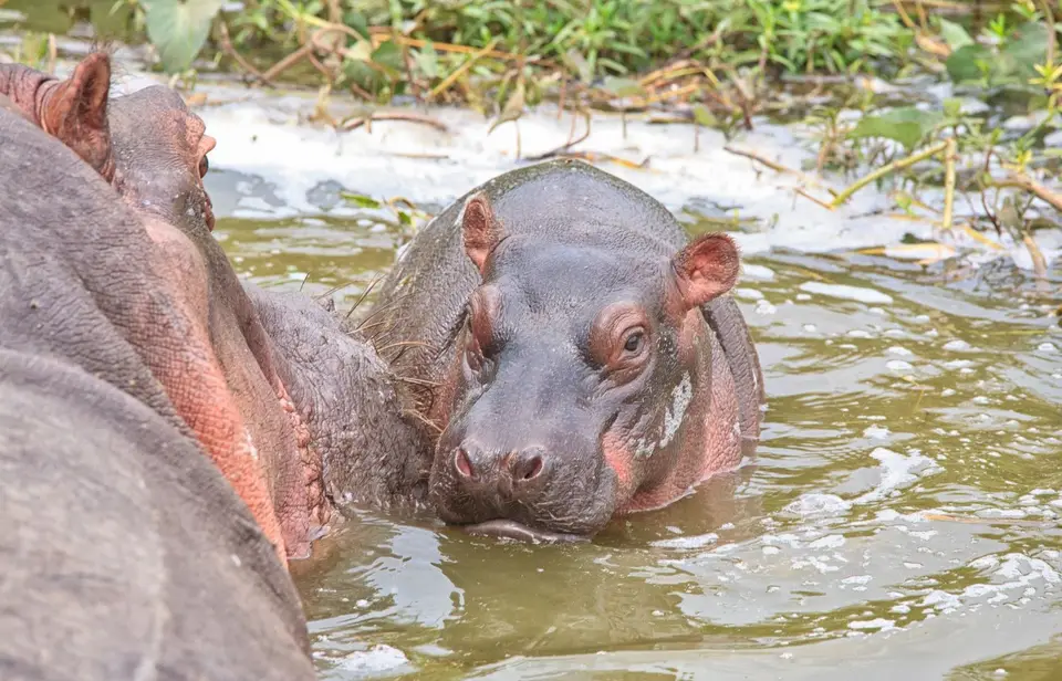 Botswana_Drotzkys_142.jpg
