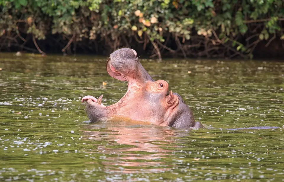 Botswana_Drotzkys_145.jpg