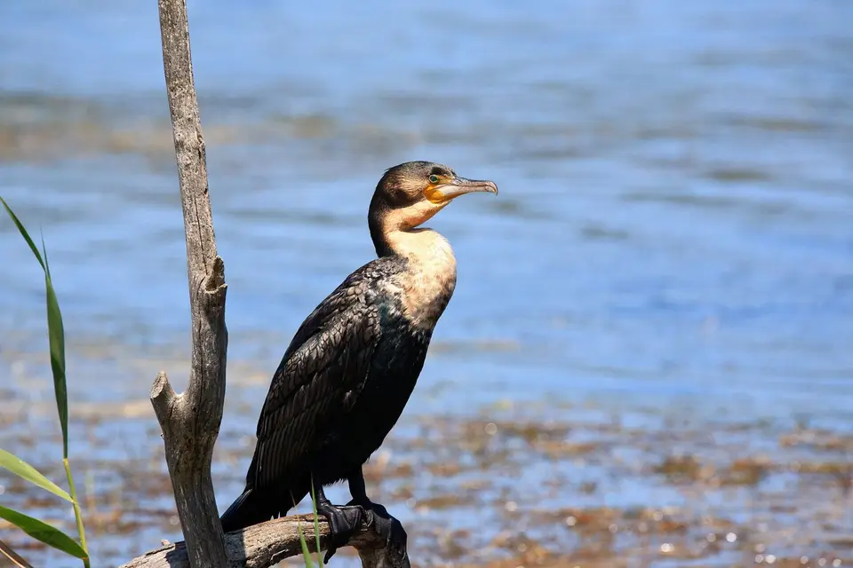 Botswana_Drotzkys_166.jpg