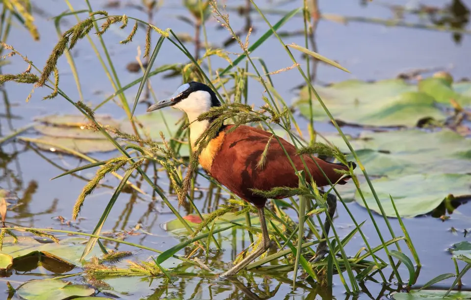 Botswana_Drotzkys_174.jpg