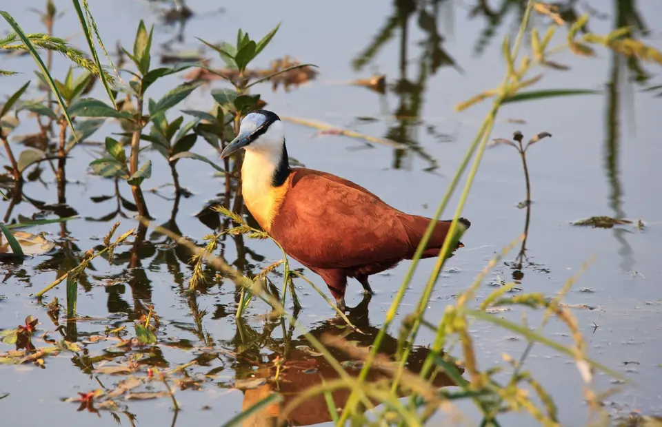 Botswana_Drotzkys_176.jpg