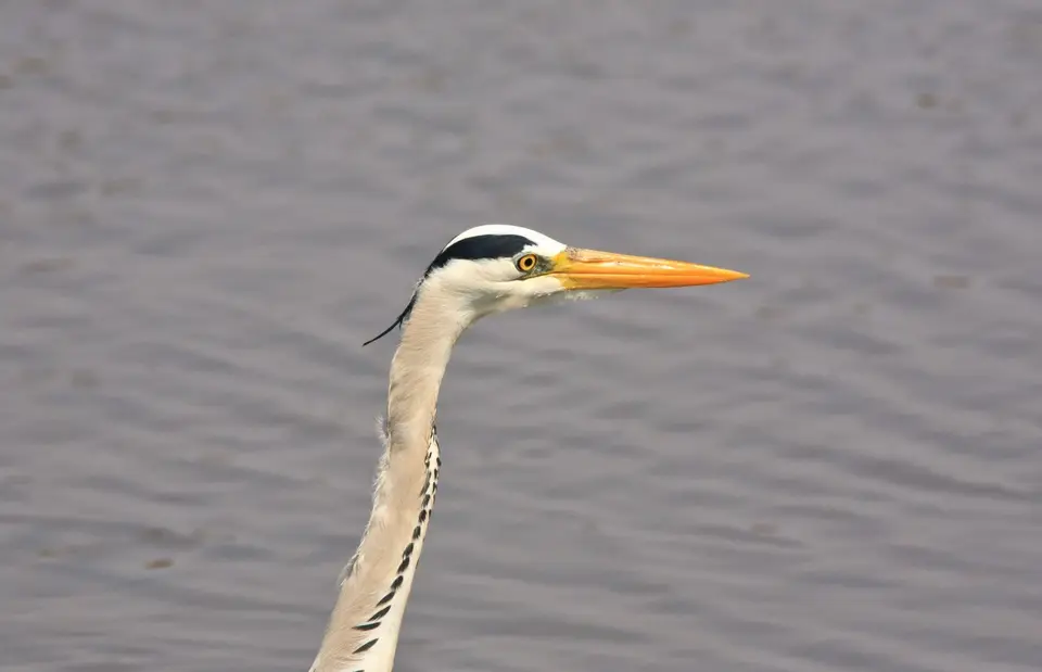 Botswana_Drotzkys_178.jpg