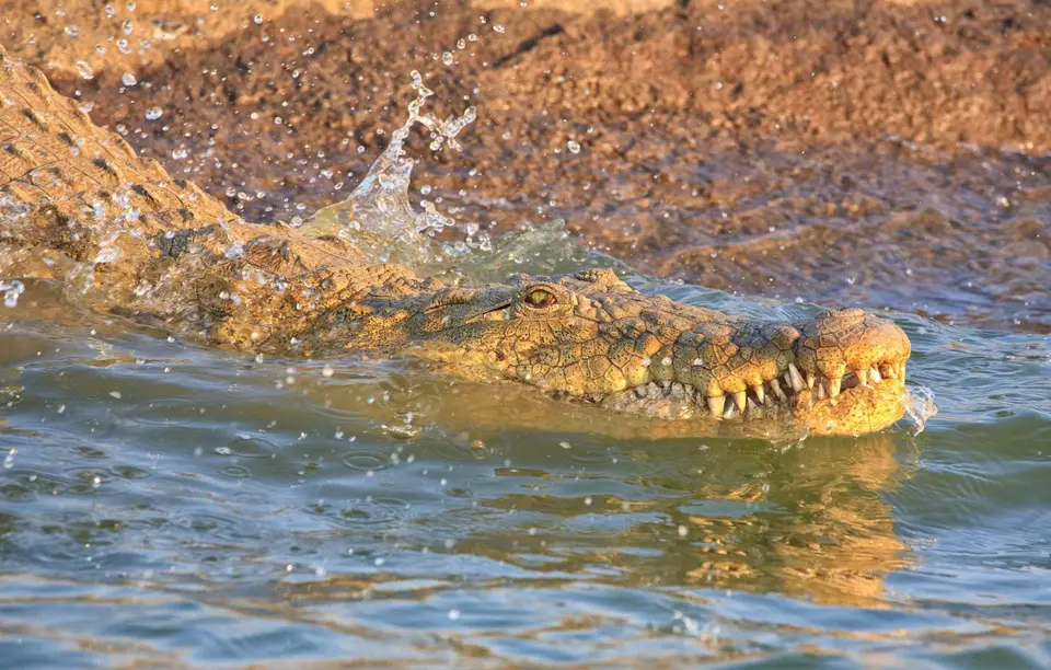 Botswana_Drotzkys_191.jpg