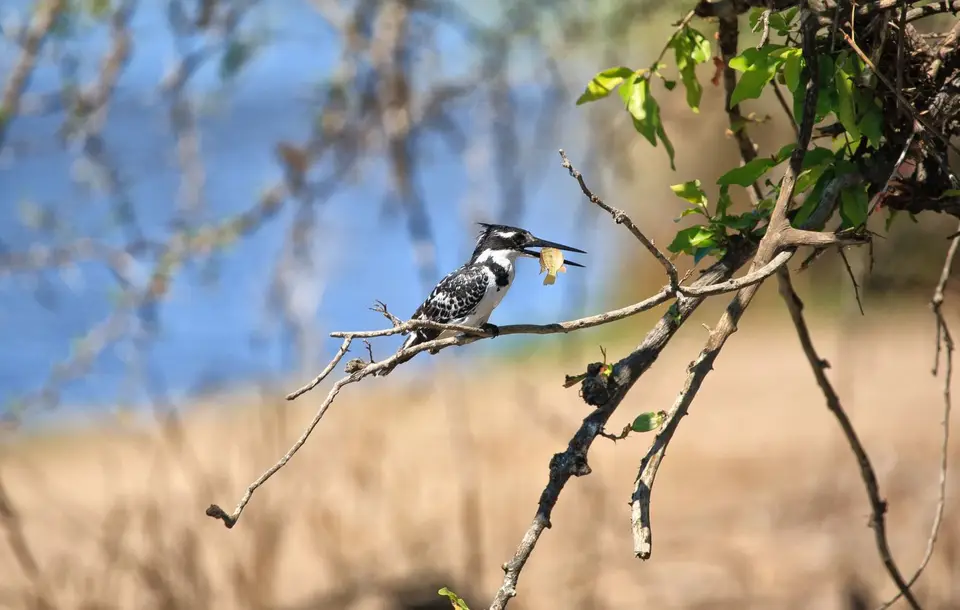 Botswana_Drotzkys_205.jpg