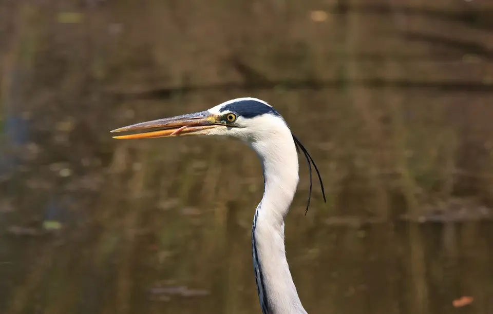 Botswana_Drotzkys_208.jpg