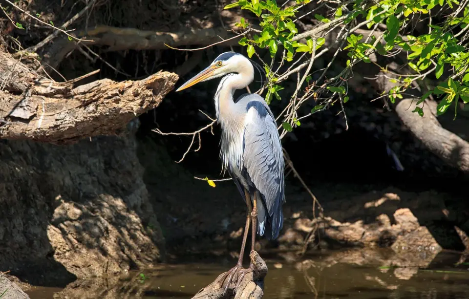Botswana_Drotzkys_209.jpg