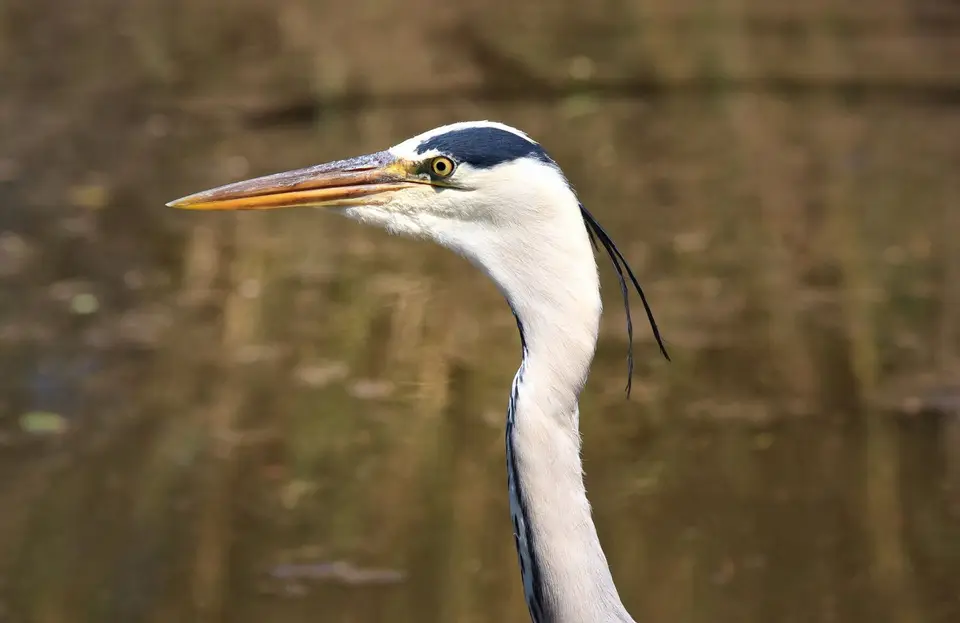 Botswana_Drotzkys_211.jpg