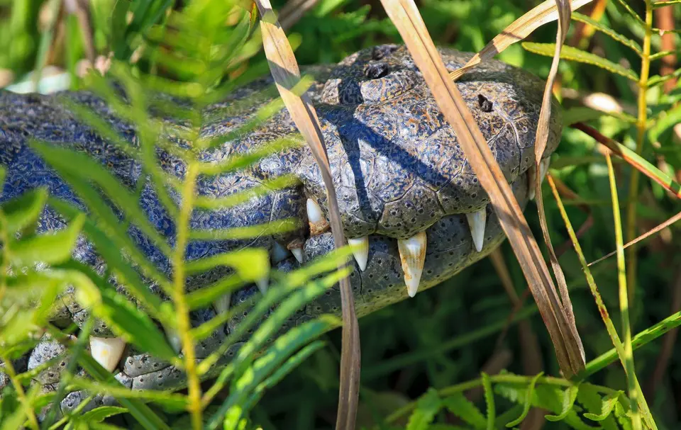 Botswana_Drotzkys_222.jpg