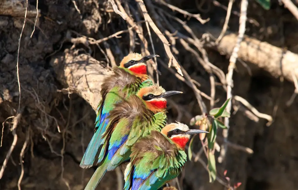 Botswana_Drotzkys_225.jpg