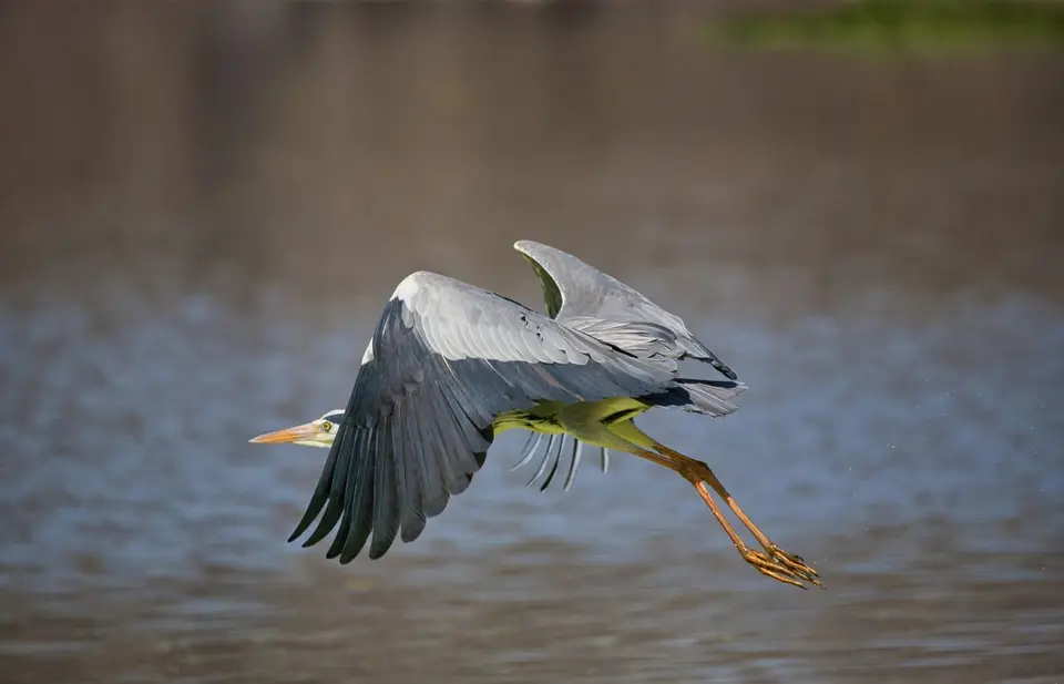Botswana_Drotzkys_231.jpg