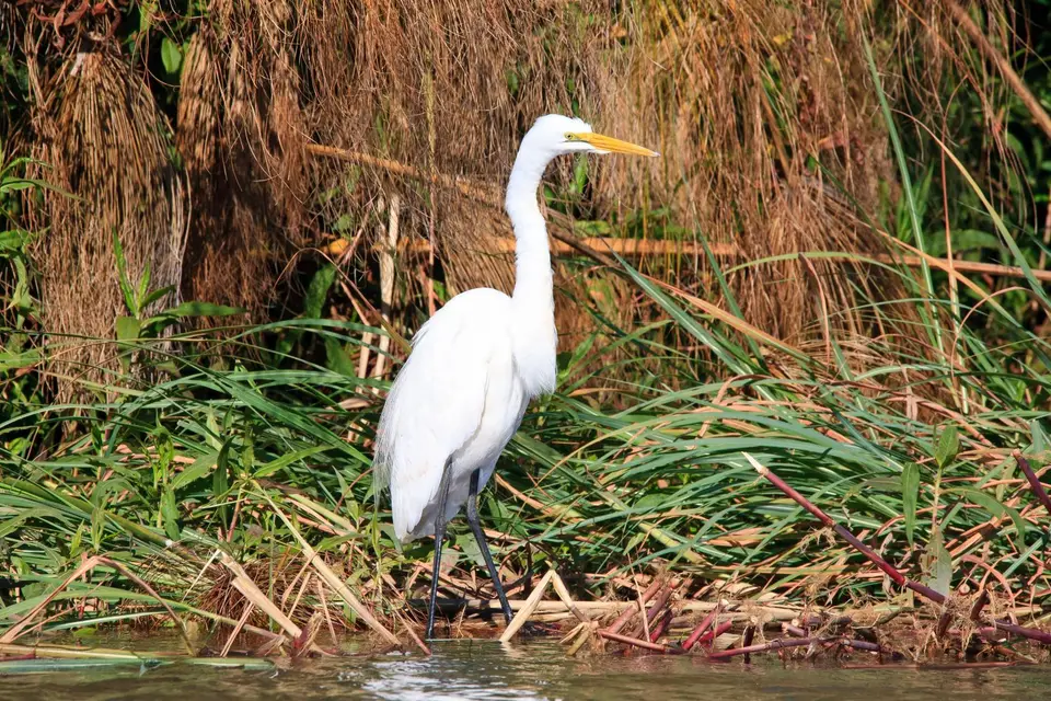 Botswana_Drotzkys_235.jpg