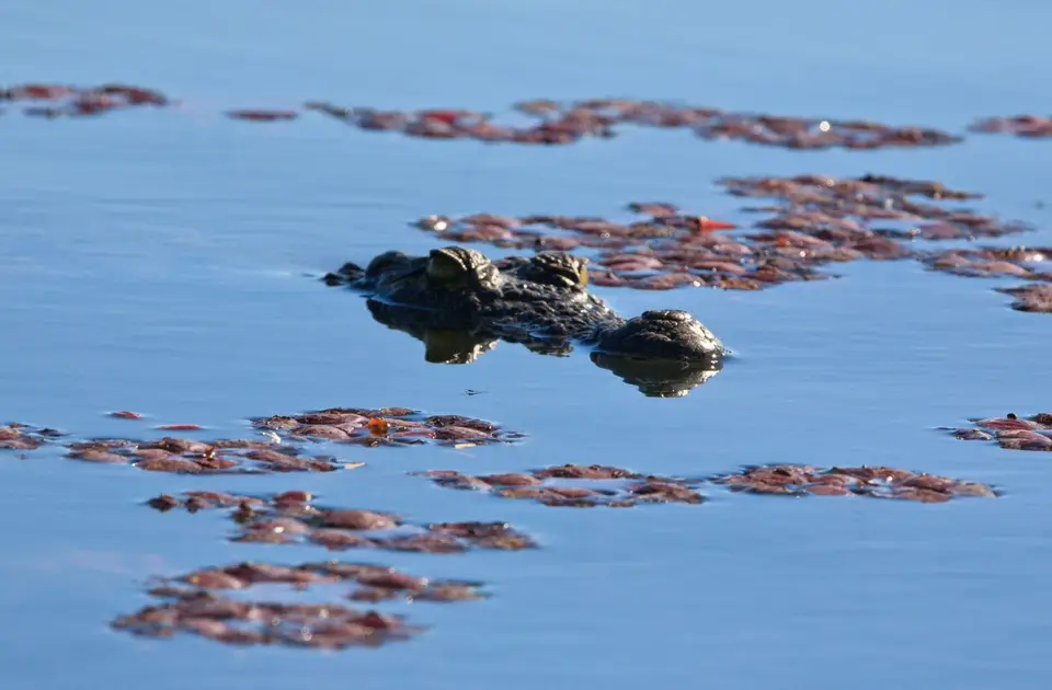 Botswana_Drotzkys_239.jpg