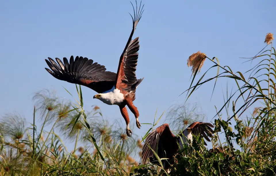 Botswana_Drotzkys_243.jpg
