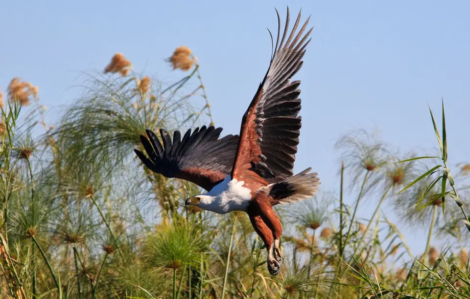Botswana_Drotzkys_244.jpg
