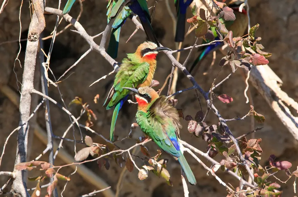 Botswana_Drotzkys_247.jpg