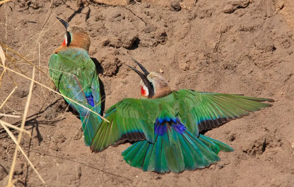Botswana_Drotzkys_253.jpg