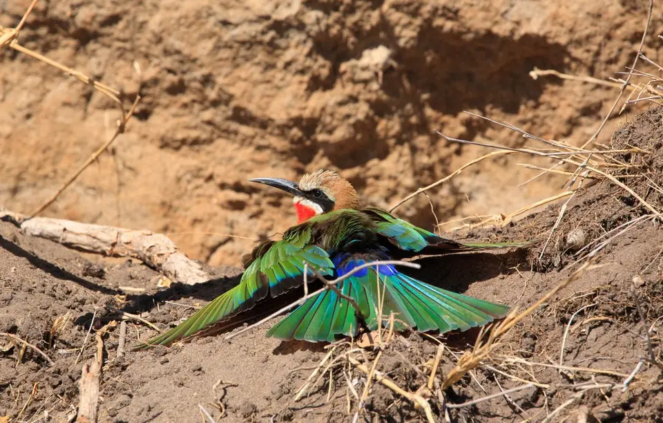 Botswana_Drotzkys_254.jpg