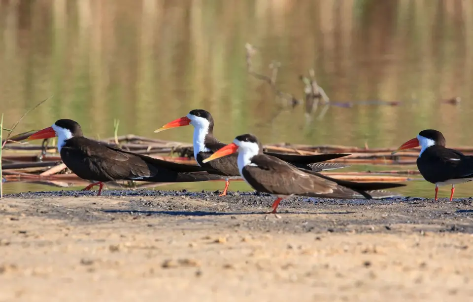 Botswana_Drotzkys_259.jpg
