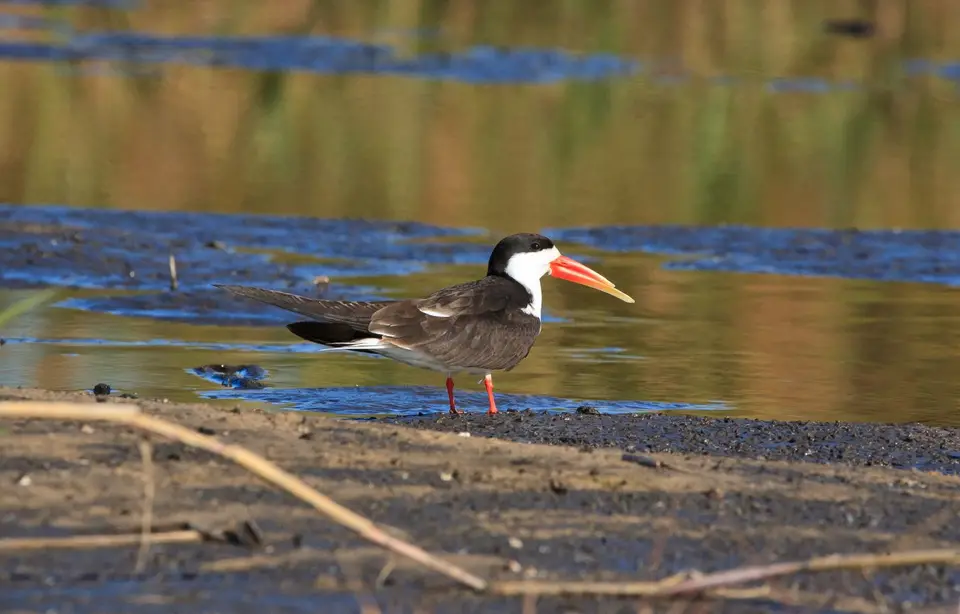 Botswana_Drotzkys_262.jpg