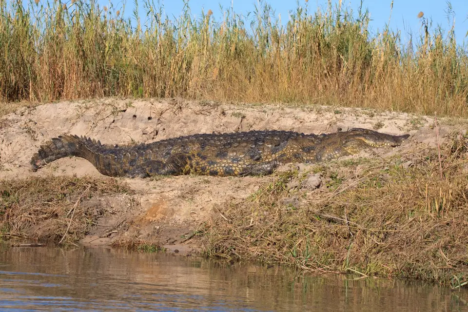 Botswana_Drotzkys_264.jpg
