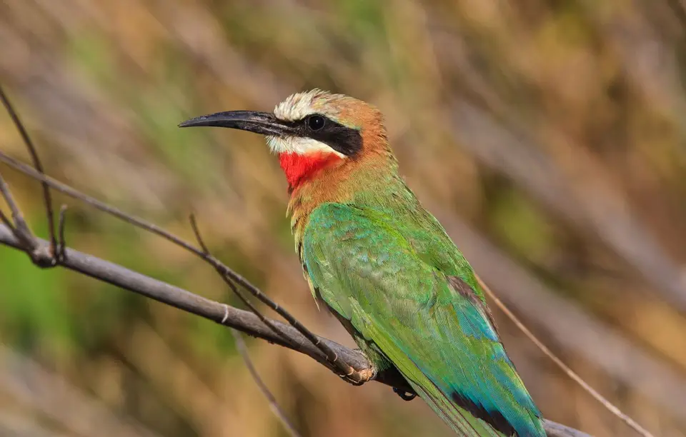 Botswana_Drotzkys_270.jpg