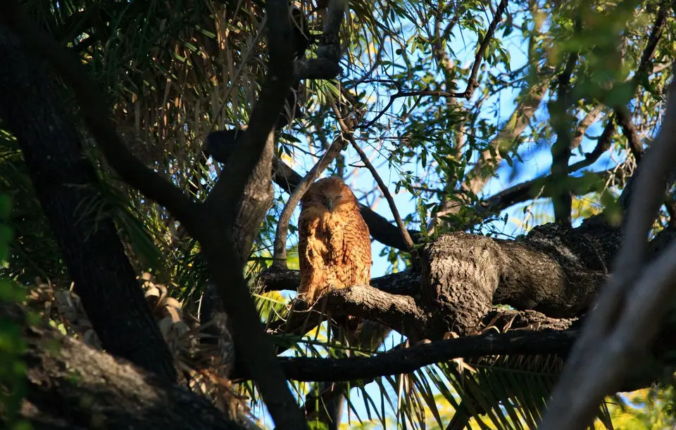 Botswana_Drotzkys_272.jpg