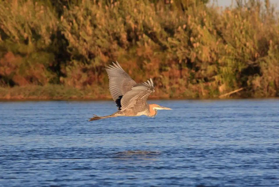 Botswana_Drotzkys_276.jpg