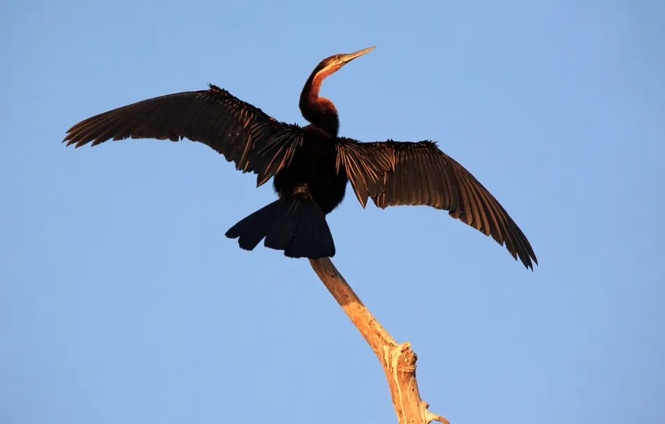 Botswana_Drotzkys_281.jpg