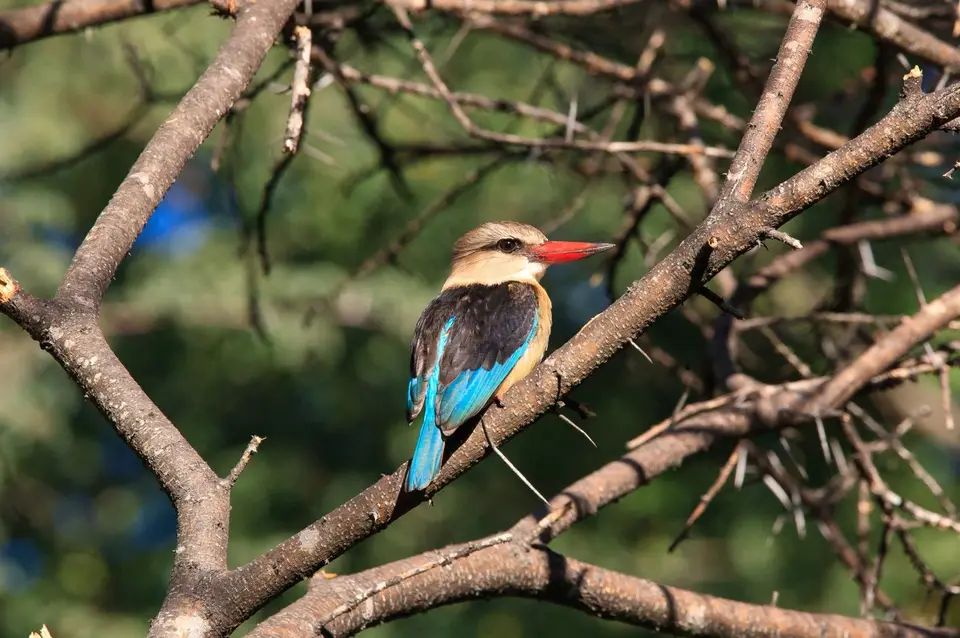 Botswana_Drotzkys_296.jpg