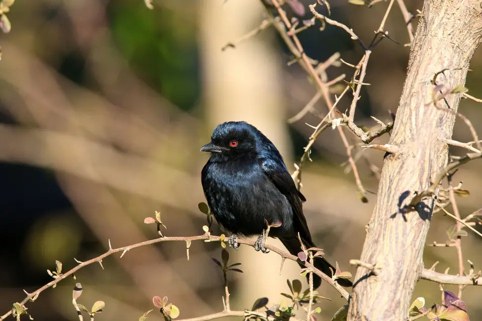Botswana_Drotzkys_299.jpg