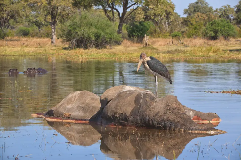 Botswana_KhwaiRiver_045.jpg