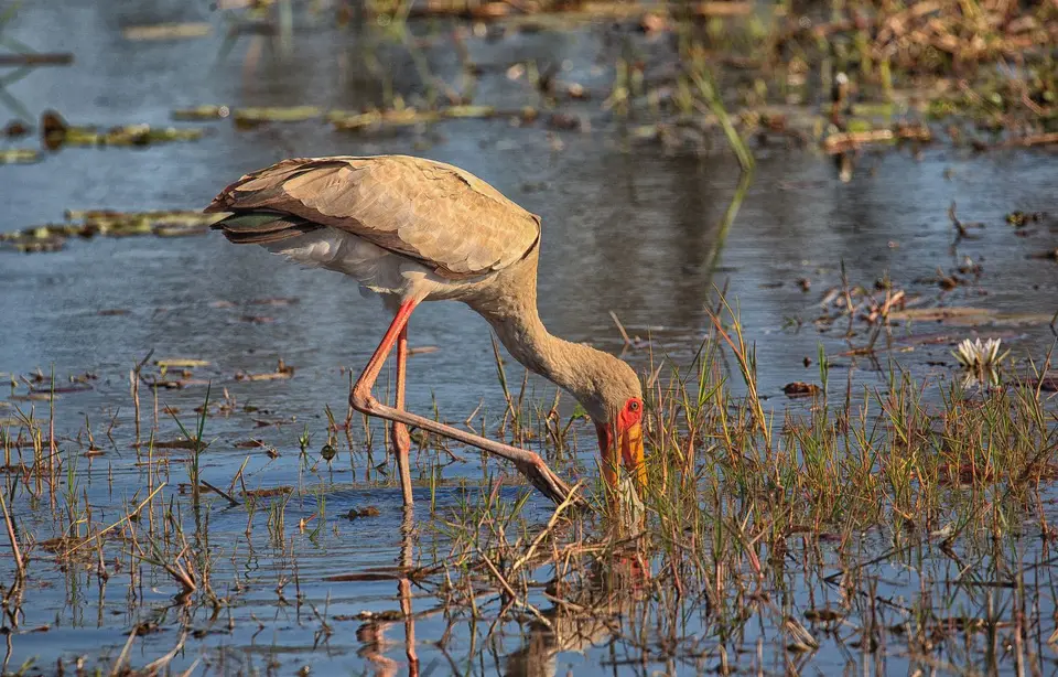 Botswana_KhwaiRiver_055.jpg