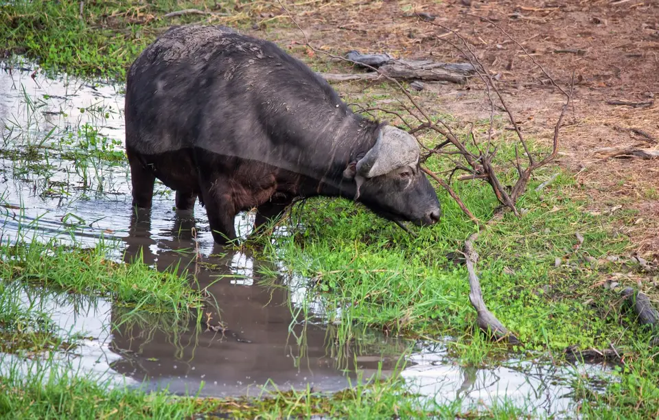 Botswana_Khwai_003.jpg
