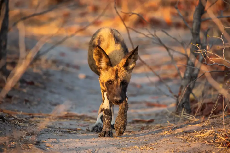 Botswana_Khwai_009.jpg
