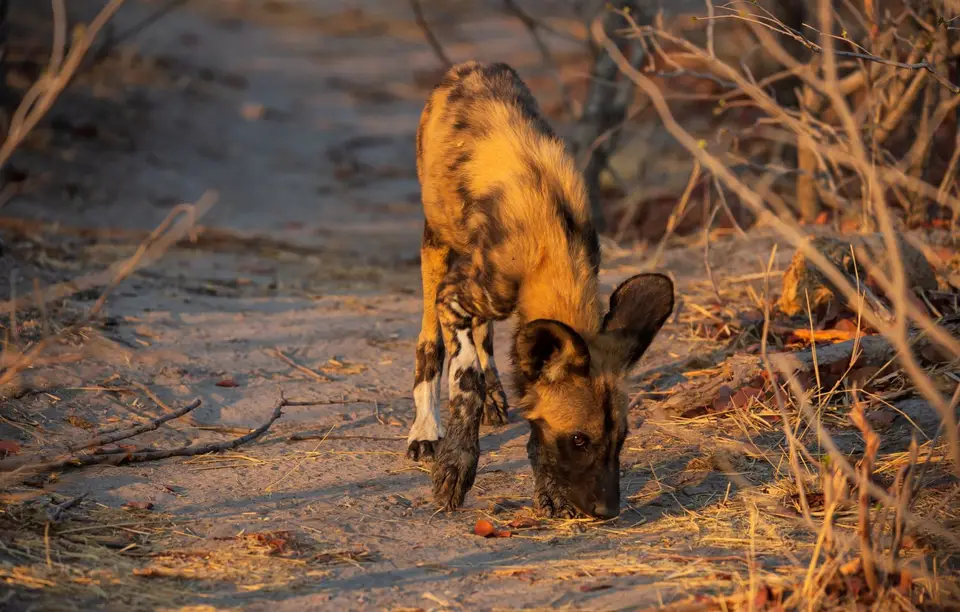 Botswana_Khwai_010.jpg