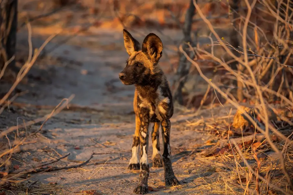 Botswana_Khwai_012.jpg