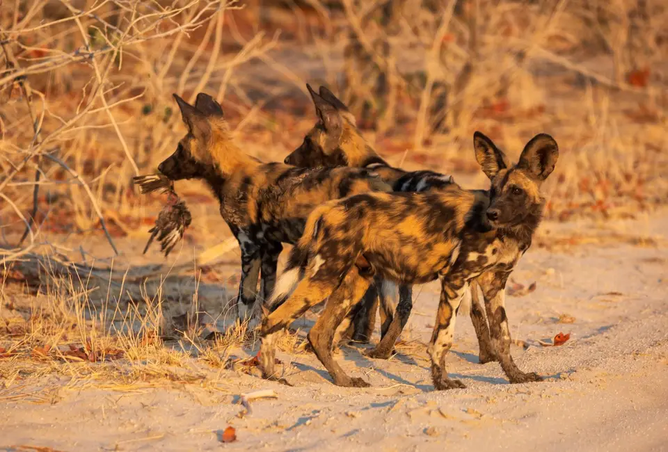 Botswana_Khwai_013.jpg
