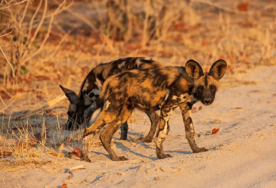 Botswana_Khwai_015.jpg
