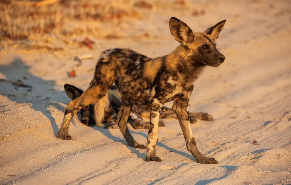Botswana_Khwai_017.jpg