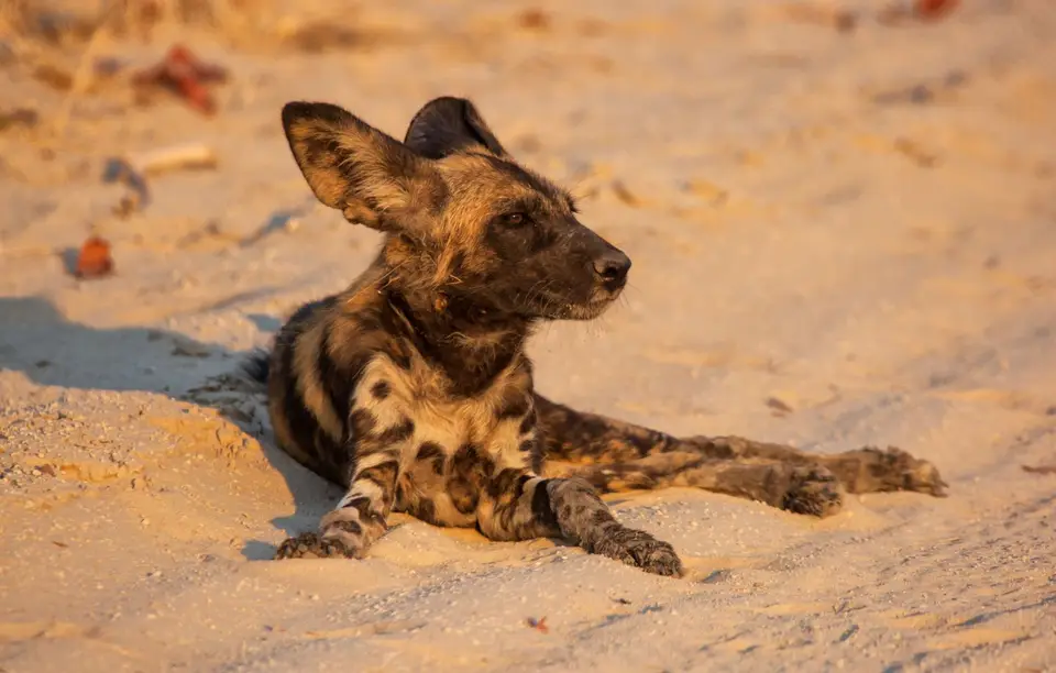 Botswana_Khwai_019.jpg
