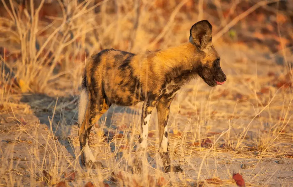 Botswana_Khwai_020.jpg