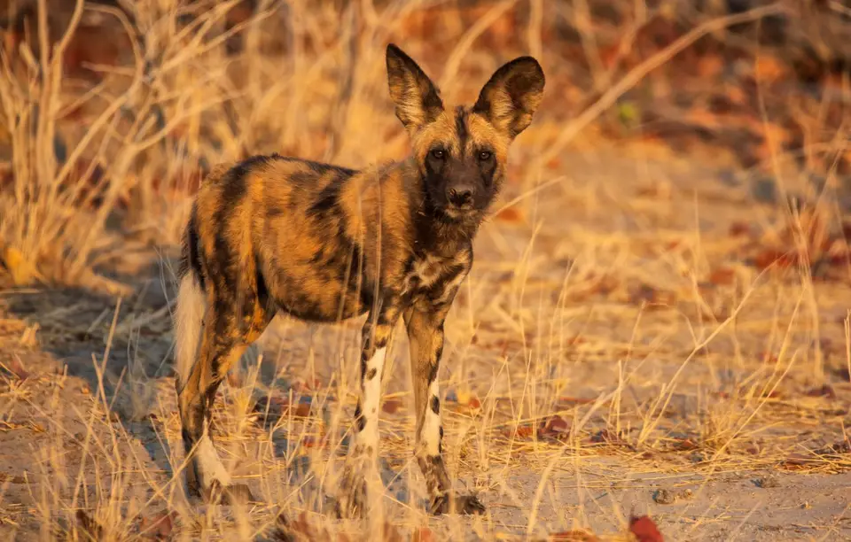 Botswana_Khwai_021.jpg