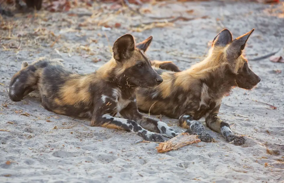 Botswana_Khwai_022.jpg