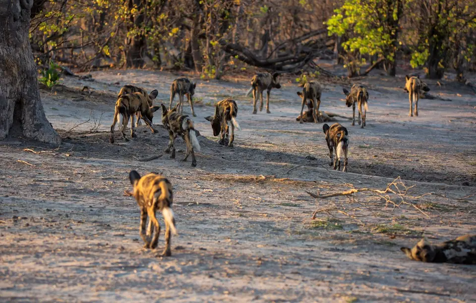 Botswana_Khwai_025.jpg