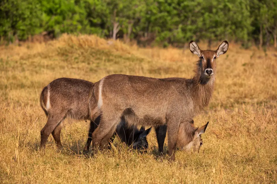 Botswana_Khwai_030.jpg
