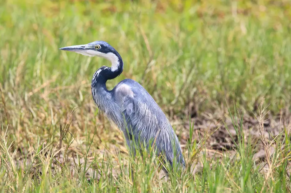 Botswana_Khwai_033-2.jpg